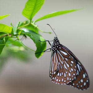 Penang Butterfly